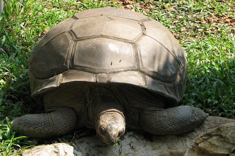 Thailand, Bangkok, Dusit Zoo